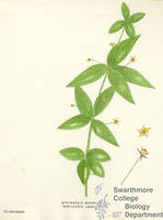 Botanical drawing of genus Lysimachia and species quadrifolia