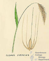 Botanical drawing of genus Elymus and species riparius