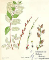 Botanical drawing of genus Salix and species cuprea