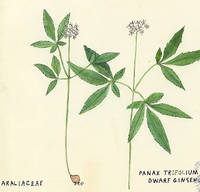 Botanical drawing of genus Panax and species trifolium