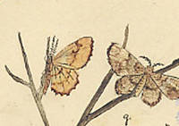 Botanical drawing of genus Paraphia and species subatomaria