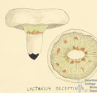 Botanical drawing of genus Lactarius and species deceptivus