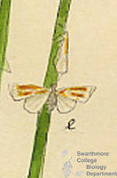 Botanical drawing of genus Hormisa and species bivittia