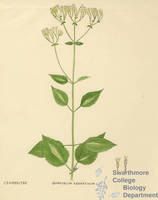 Botanical drawing of genus Eupatorium and species aromaticum