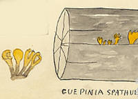 Botanical drawing of genus Guepinia and species spathularia