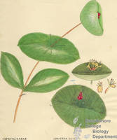 Botanical drawing of genus Lonicera and species dioica