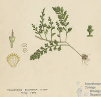 Botanical drawing of genus Trichomanes and species boschianum
