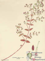 Botanical drawing of genus Euphorbia and species presslii