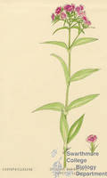 Botanical drawing of genus Dianthus and species barbatus