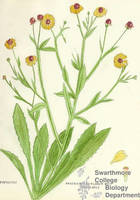 Botanical drawing of genus Helenium and species nudiflorum