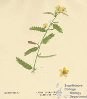 Botanical drawing of genus Cassia and species chamaecrista