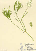 Botanical drawing of genus Panicum and species scribnerianum
