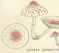 Botanical drawing of genus Lepiota and species cepaestipes