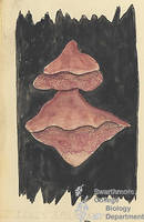 Botanical drawing of genus Fomes and species applanatus