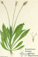 Botanical drawing of genus Plantago and species lanceolata