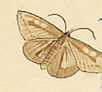 Botanical drawing of genus Macaria and species hypaethrata