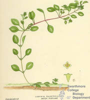 Botanical drawing of genus Ludvigia and species palustris