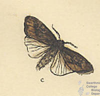 Botanical drawing of genus Hadena and species artica