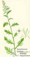 Botanical drawing of genus Radicula and species palustris