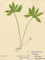 Botanical drawing of genus Viola and species palmata