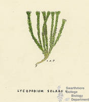 Botanical drawing of genus Lycopodium and species selago