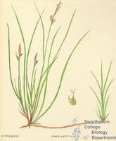 Botanical drawing of genus Carex and species vestitia