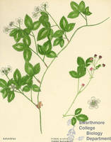 Botanical drawing of genus Rubus and species hispidus