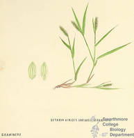 Botanical drawing of genus Setaria and species viridis