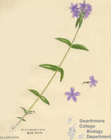 Botanical drawing of genus Phlox and species divaricata