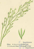 Botanical drawing of genus Poa and species sylvestris