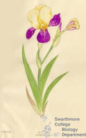 Botanical drawing of genus Iris and species sp