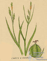 Botanical drawing of genus Carex and species virescens
