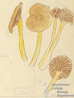 Botanical drawing of genus Hygrophorus and species cantherellus
