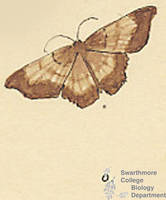 Botanical drawing of genus Euchlaena and species obtusaria