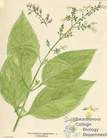 Botanical drawing of genus Collinsonia and species canadensis