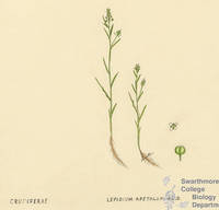 Botanical drawing of genus Lepidium and species apetalum