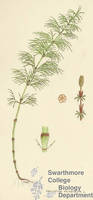 Botanical drawing of genus Equisetum and species sylvaticum