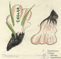 Botanical drawing of genus Polyporus and species sp