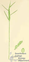 Botanical drawing of genus Paspalum and species leave