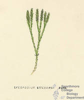 Botanical drawing of genus Lycopodium and species sitchense