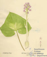Botanical drawing of genus Petasites and species vulgaris