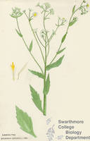 Botanical drawing of genus Erigeron and species annuus