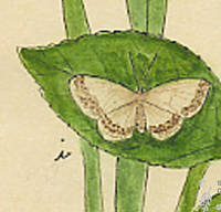 Botanical drawing of genus Synelys and species alabastaria