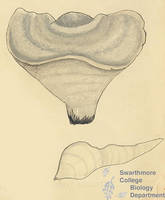 Botanical drawing of genus Fomes and species applanatus