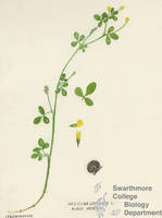 Botanical drawing of genus Medicago and species lupilina