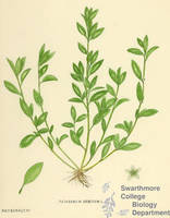 Botanical drawing of genus Polygonum and species erectum