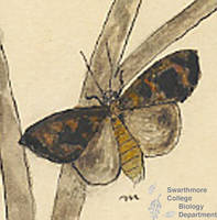 Botanical drawing of genus Hadena and species lateritia