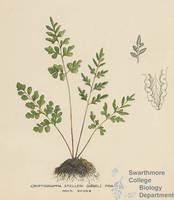 Botanical drawing of genus Cryptogramma and species stelleri