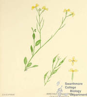 Botanical drawing of genus Raphanus and species raphanistrum