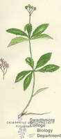 Botanical drawing of genus Chimaphila and species umbellata